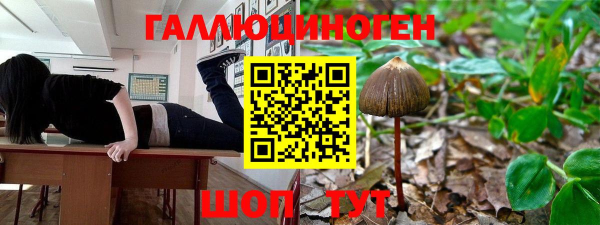 Псилоцибиновые грибы Psilocybe  Усть-Илимск 